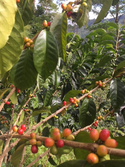 コロンビア　ロス・ナランホス農園
ピンクブルボン種の果実