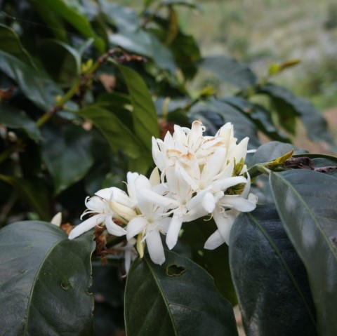 コーヒーの白い花
