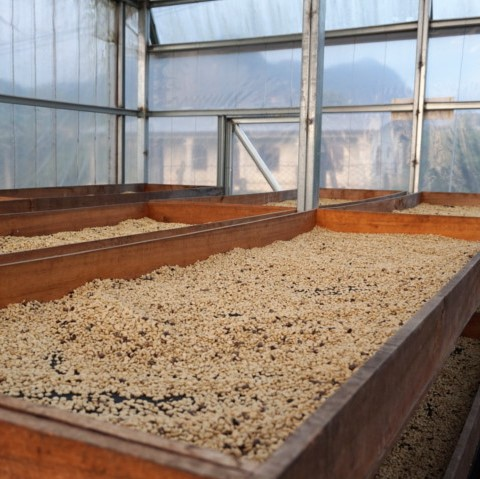 コーヒー生豆の乾燥
