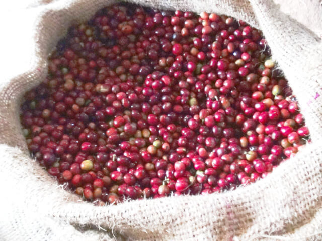 Ethiopia　coffee
